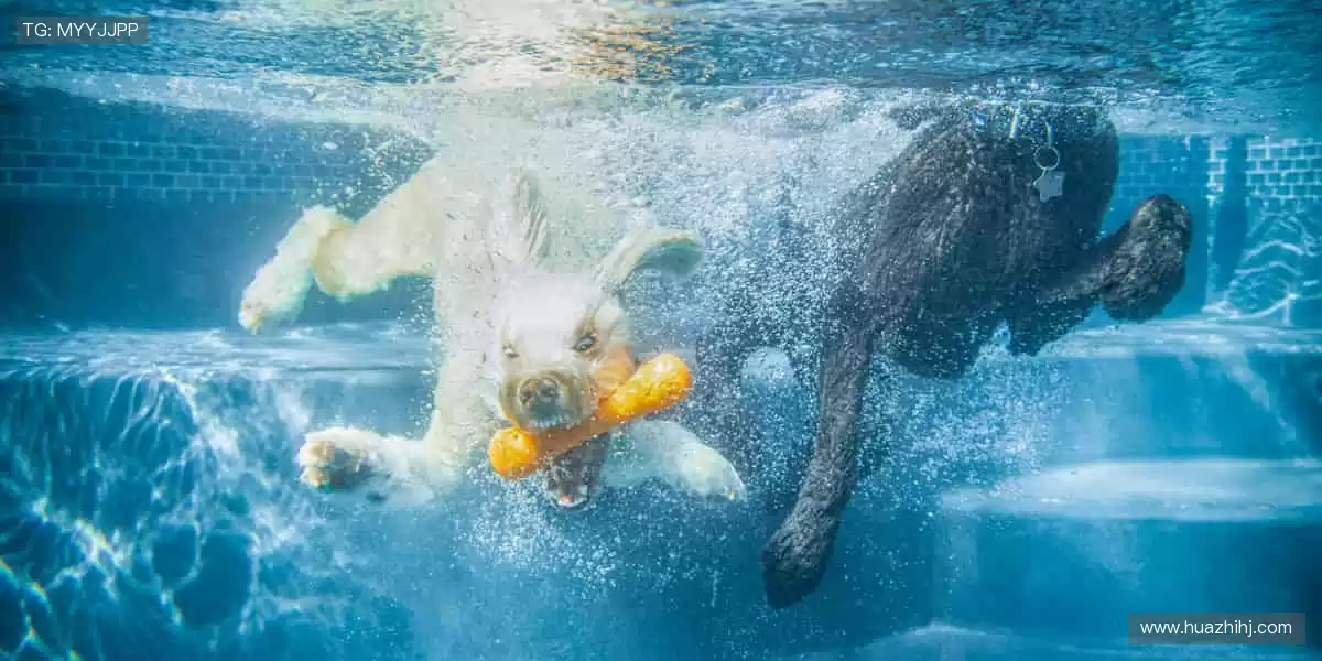 巅峰对决,热血沸腾,你准备好尖叫了吗?🔥🏆